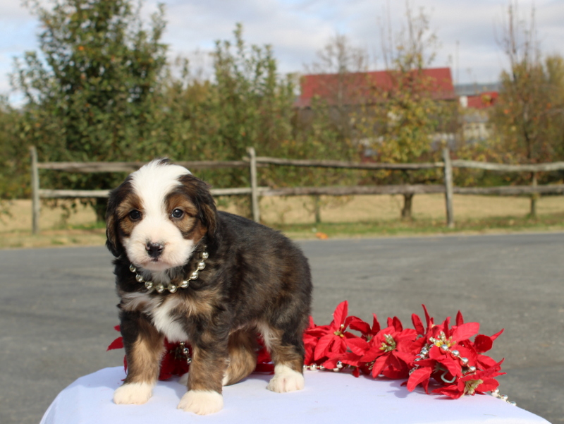 puppy, for, sale, Mini Bernedoodle F2, Matthew B. Stoltzfus, dog, breeder, Gap, PA, dog-breeder, puppy-for-sale, forsale, nearby, find, puppyfind, locator, puppylocator, aca